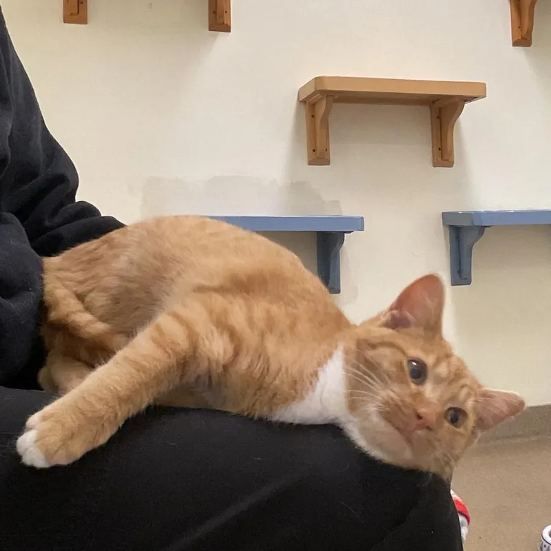 An adult large-sized male Orange / Red Domestic Short Hair cat named Marshall for adoption in Novelty, OH