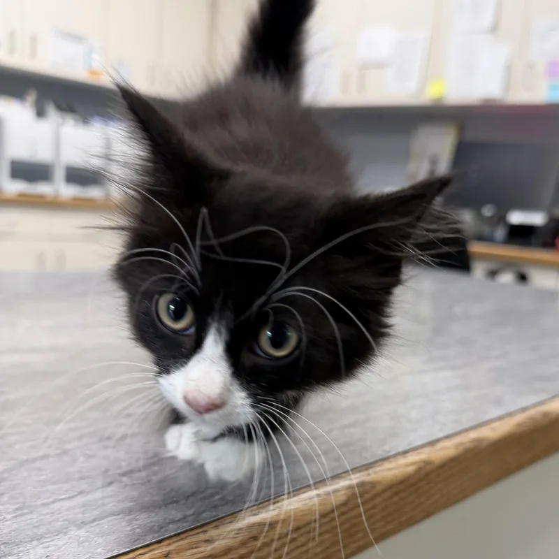 A baby medium-sized male Black & White / Tuxedo Domestic Long Hair cat named Renegade for adoption in Simpsonville, SC