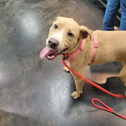 An adult large-sized female Mixed Breed dog named Sapphire for adoption in Memphis, TN