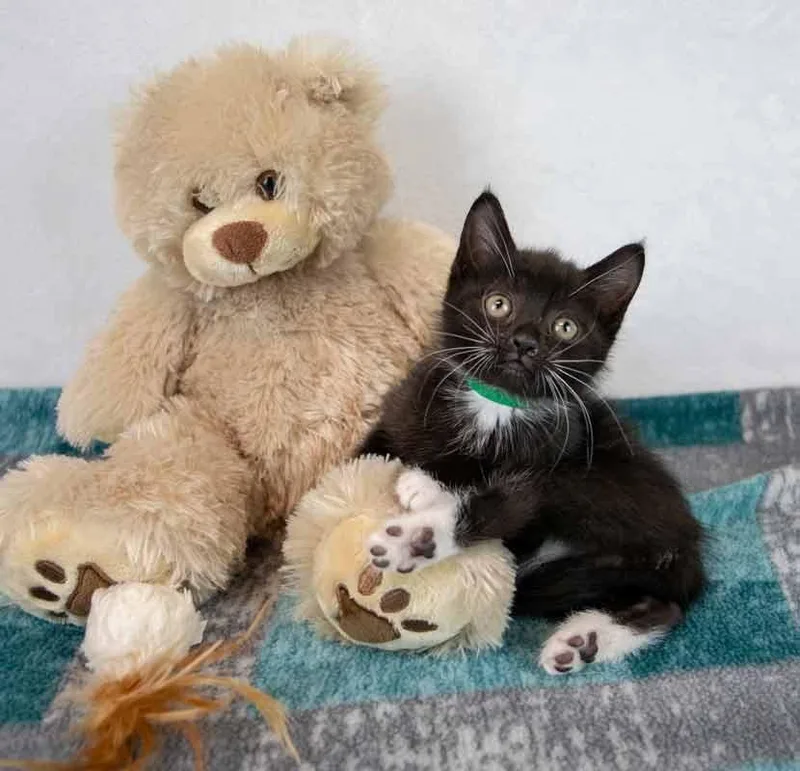 A baby medium-sized male Domestic Short Hair cat named Gazpacho for adoption in Kennesaw, GA
