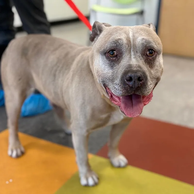 A senior medium-sized male Yellow / Tan / Blond / Fawn Mixed Breed dog named Wagu for adoption in Philadelphia, PA