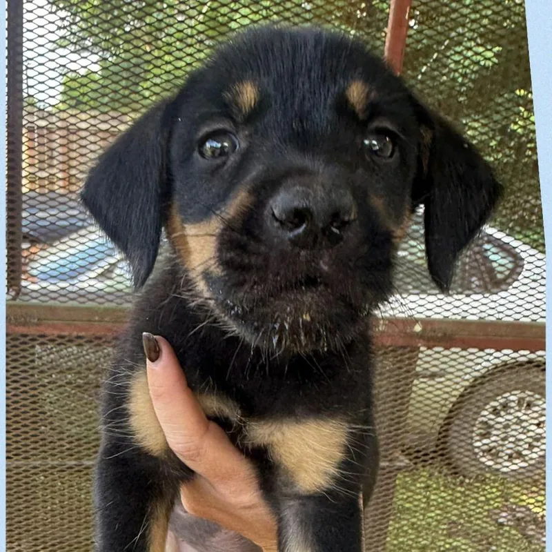A baby small-sized male Black Mixed Breed dog named Axel for adoption in Allentown, PA