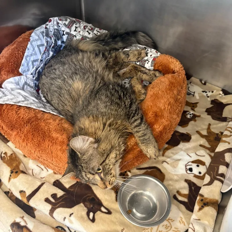 An adult large-sized male Brown / Chocolate Domestic Long Hair cat named Zinos for adoption in Brockton, MA