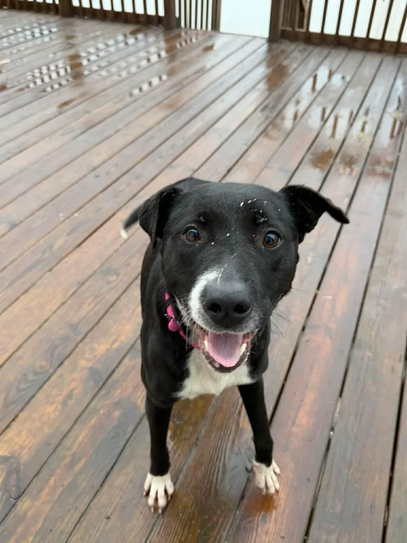 Pepper thumbnail 2