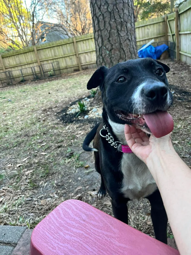 Pepper thumbnail 6