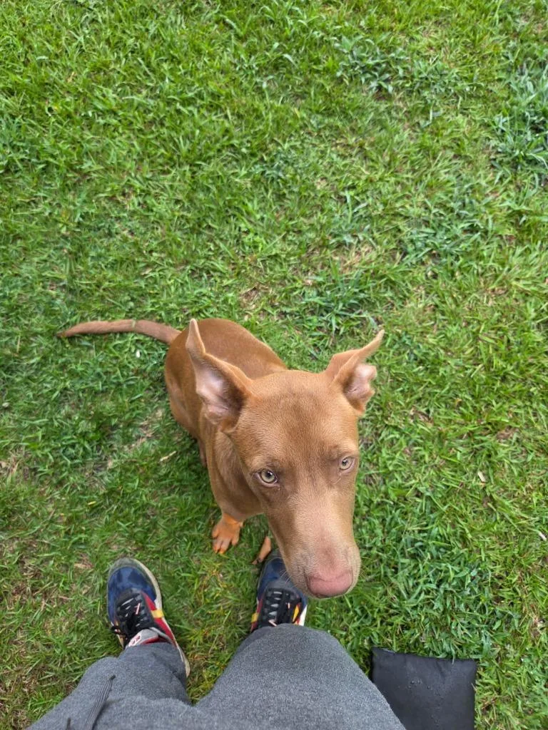 A young medium-sized male Mixed Breed dog named Red Man for adoption in Effingham, SC