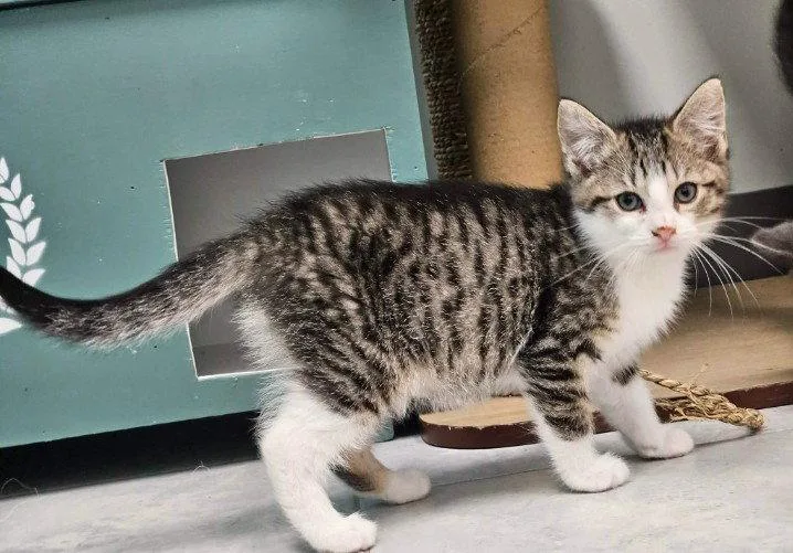A young medium-sized male Domestic Short Hair cat named Angel for adoption in Rochester, NY