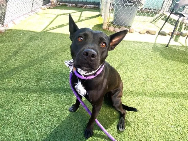 An adult large-sized female Pit Bull Terrier dog named Jubilee for adoption in Phoenix, AZ