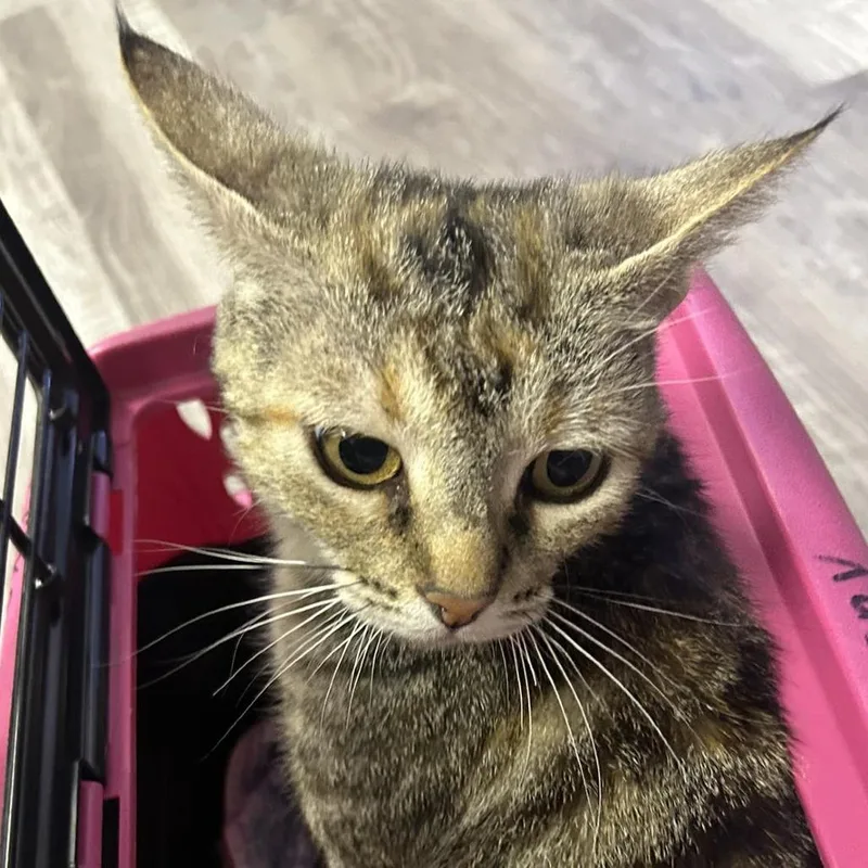 An adult small-sized female Brown / Chocolate Domestic Short Hair cat named Felicity for adoption in Hemet, CA