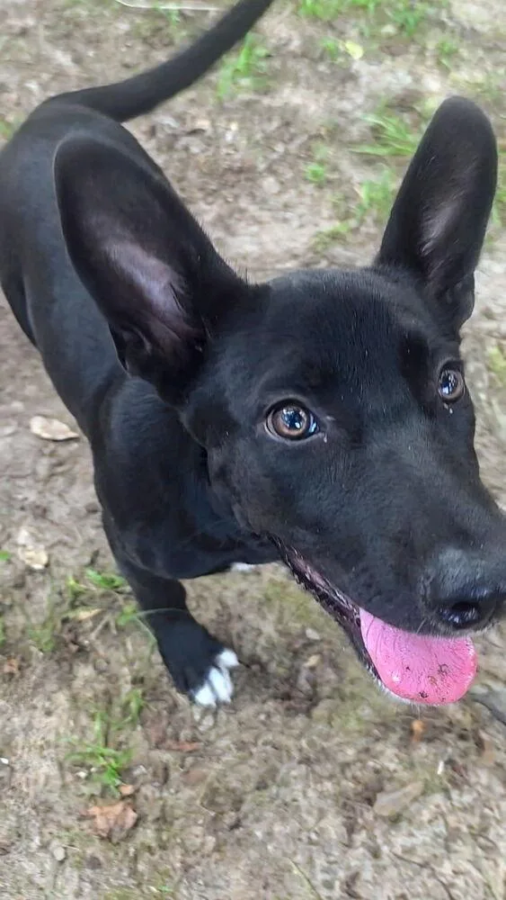 A baby medium-sized female Black Shepherd dog named Moonshine for adoption in Commerce City, CO