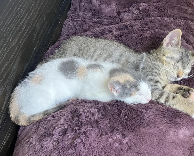 A baby medium-sized male Tabby (Brown / Chocolate) Domestic Short Hair cat named Watson for adoption in Hillsboro, OR