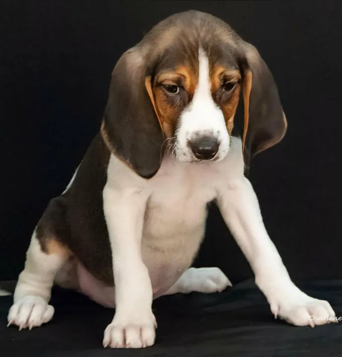 A baby medium-sized male Tricolor (Brown, Black, & White) Treeing Walker Coonhound dog named Hal for adoption in Newland, NC