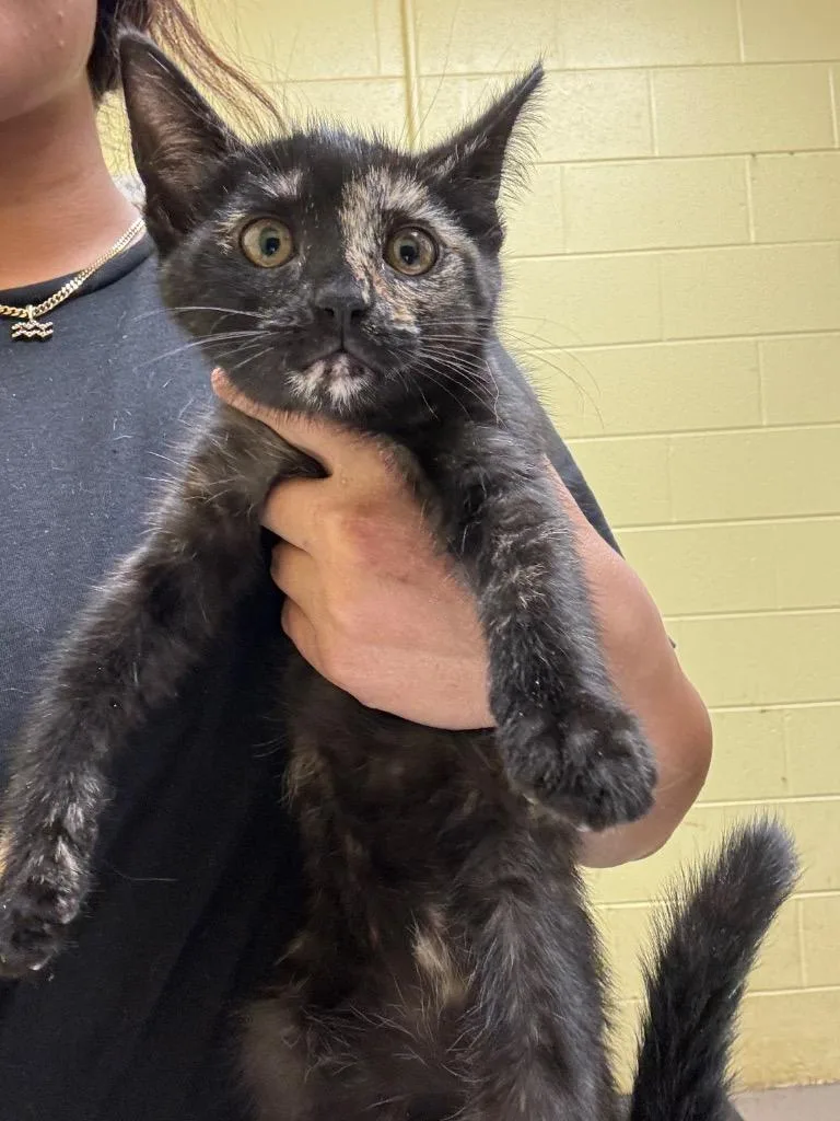 A baby small-sized female Domestic Short Hair cat named Dolly for adoption in Crossville, TN
