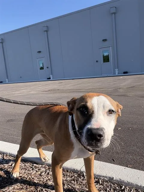 A young small-sized female Bull Terrier dog named Dahlia for adoption in Indianapolis, IN