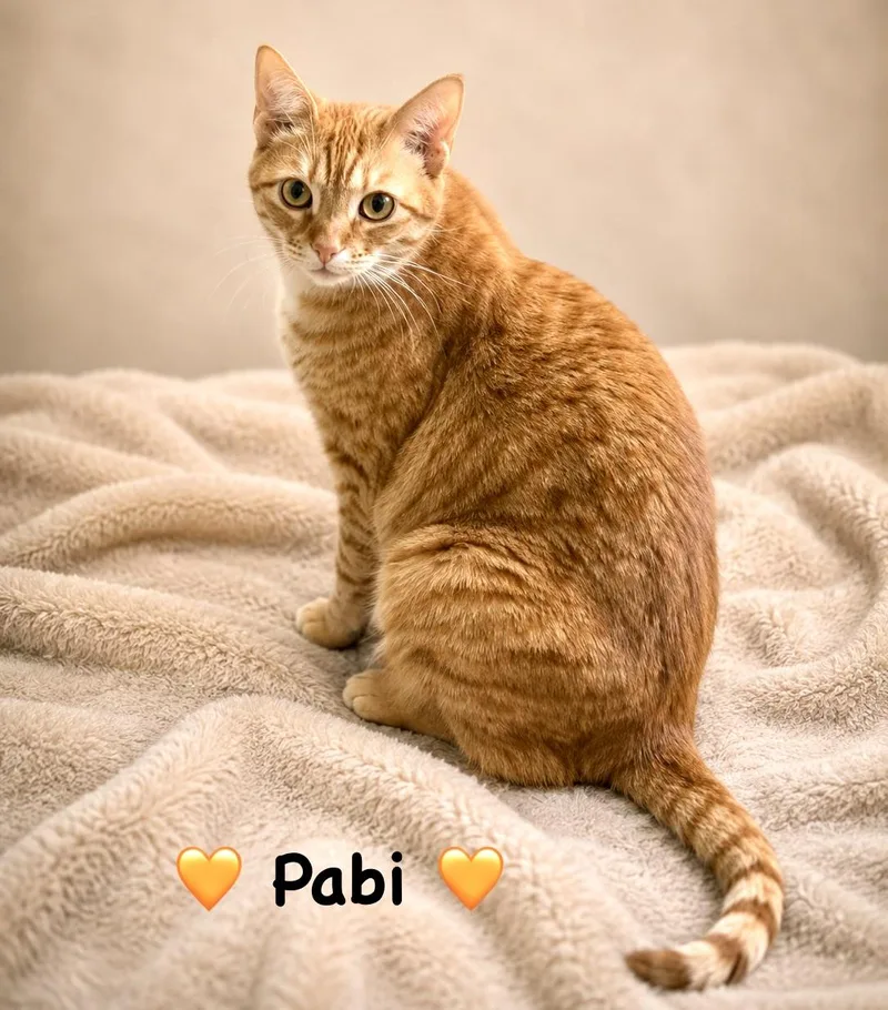 A young medium-sized male Orange / Red Domestic Short Hair cat named Pabi for adoption in Copley, OH
