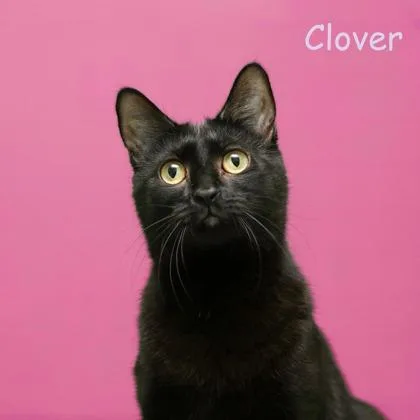 Clover