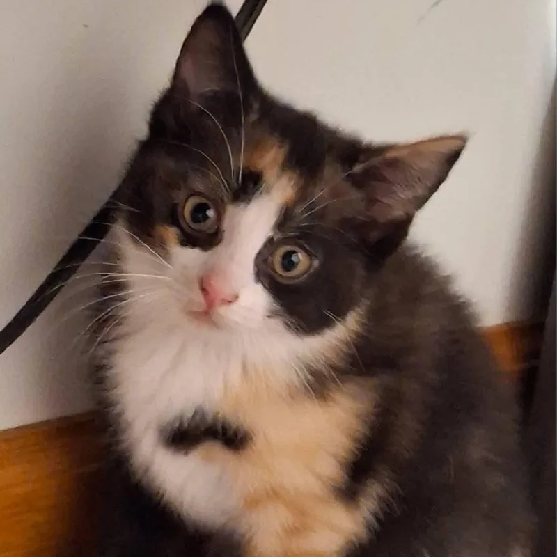 A baby small-sized female American Shorthair cat named Apricot for adoption in Danbury, CT