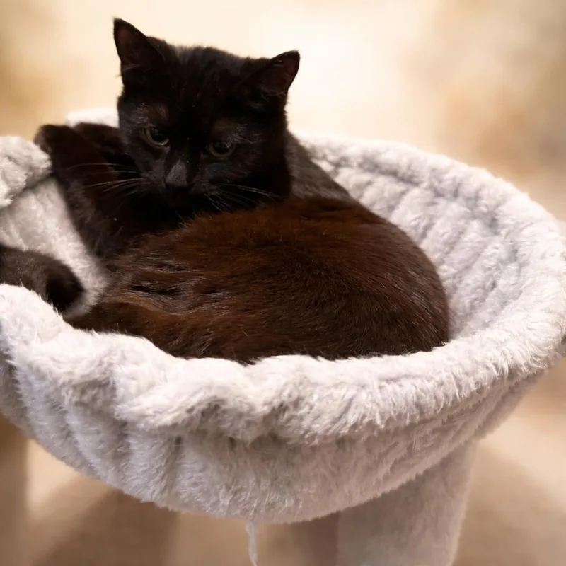 A young medium-sized male Domestic Short Hair cat named Squall: Visit At Lynchburg for adoption in Rustburg, VA