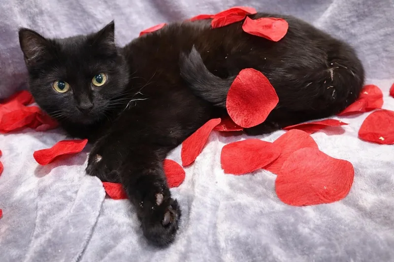 Squall: Visit At Lynchburg thumbnail 2