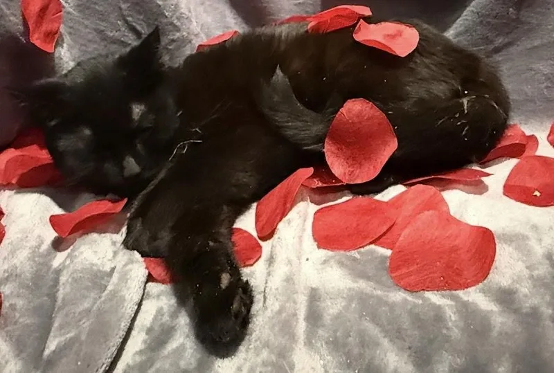 Squall: Visit At Lynchburg thumbnail 3