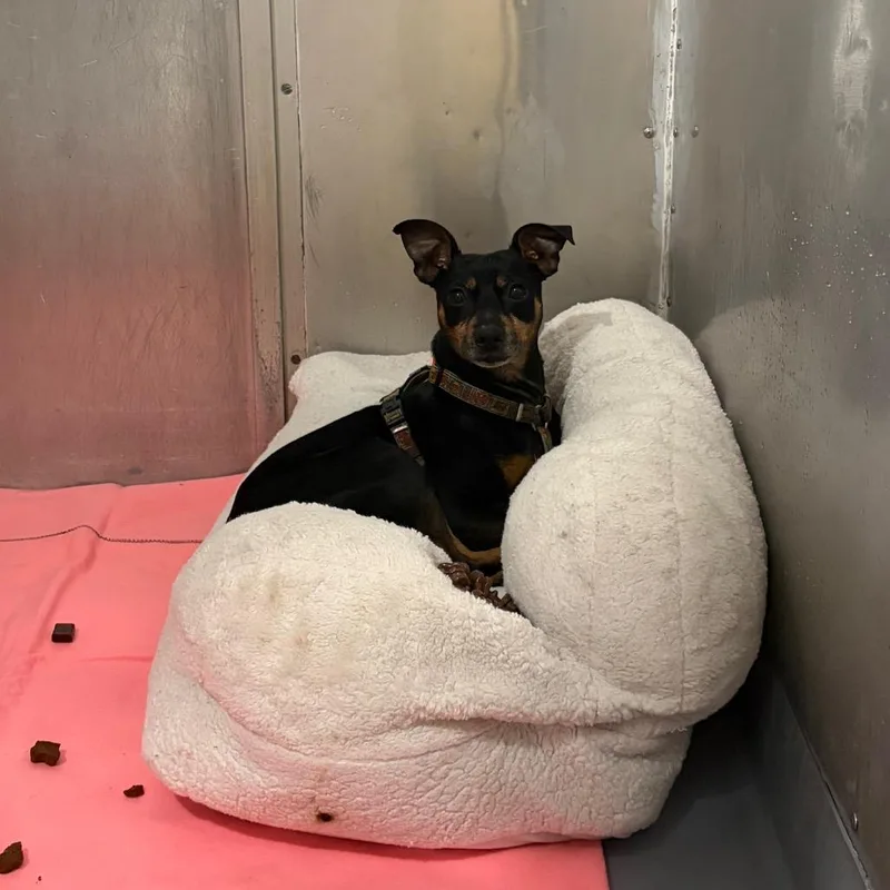 An adult small-sized male Black Miniature Pinscher dog named Comic for adoption in Binghamton, NY