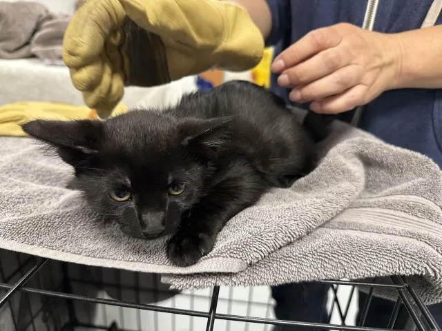 A baby small-sized male Domestic Short Hair cat named Peach for adoption in Chatsworth, CA