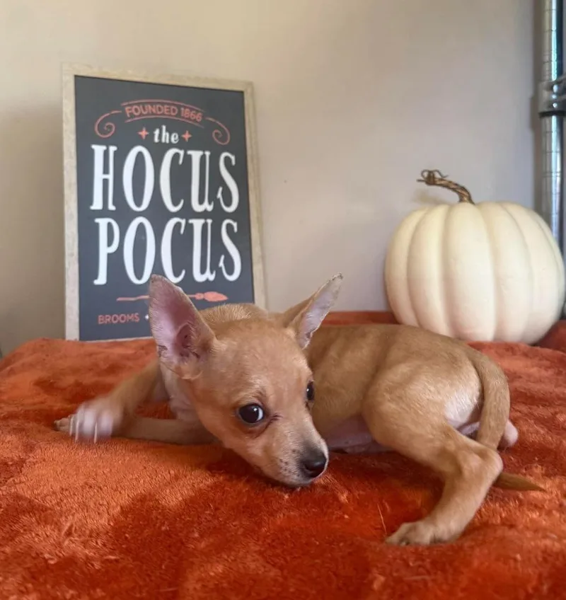A baby small-sized male Chihuahua dog named Bobert for adoption in Groveland, MA