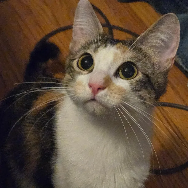Cookie