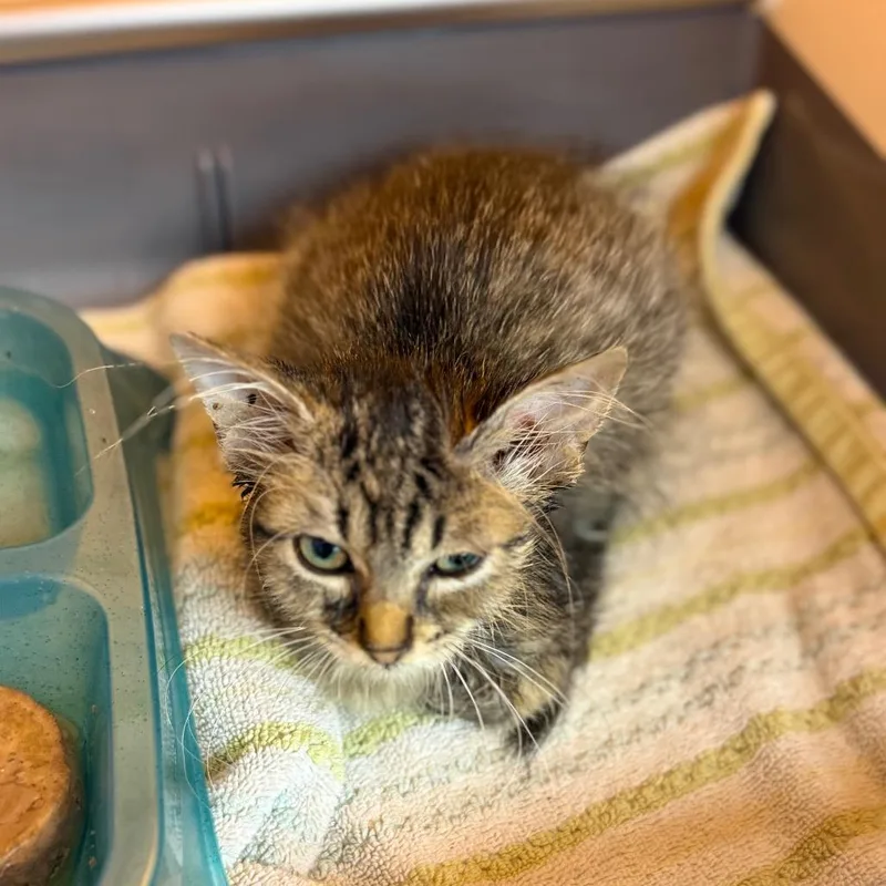A baby small-sized female Gray / Blue / Silver Domestic Long Hair cat named OakWood for adoption in Pauls Valley, OK