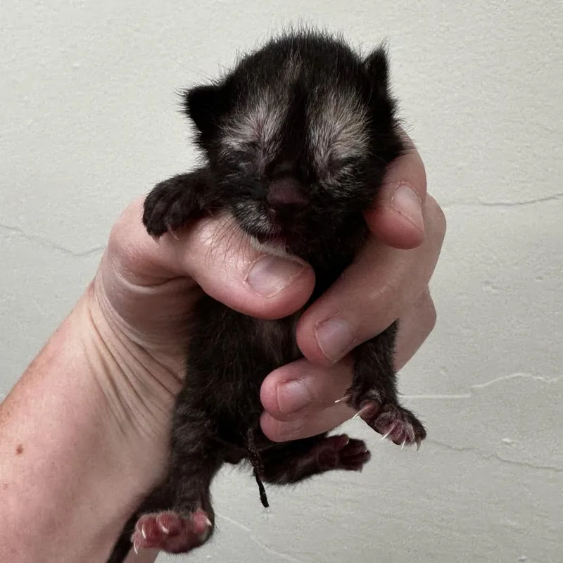 A baby small-sized female Black Domestic Short Hair cat named Oop for adoption in Warrensburg, MO