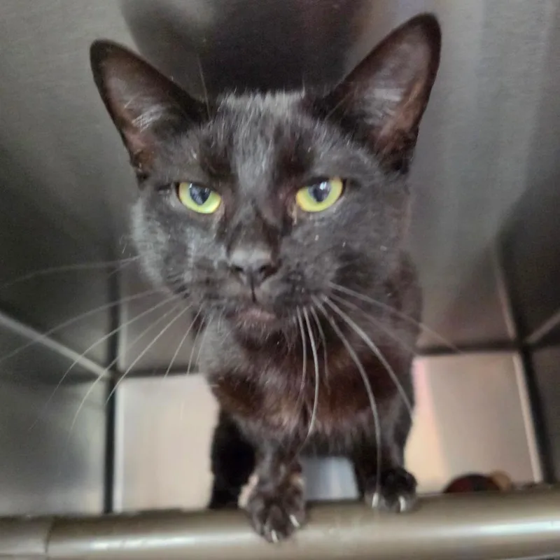 An adult small-sized male Black Domestic Short Hair cat named Simon for adoption in Jefferson city, TN
