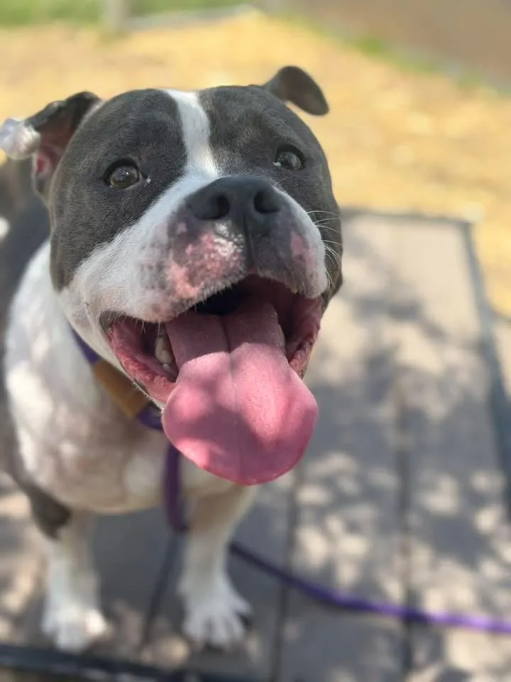 An adult medium-sized female Gray / Blue / Silver Pit Bull Terrier dog named Coachella for adoption in Chicago, IL