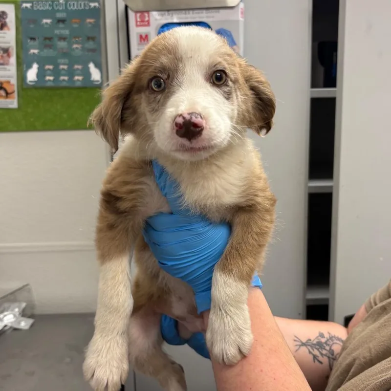 A baby medium-sized male Yellow / Tan / Blond / Fawn Mixed Breed dog named Violet for adoption in Columbiana, AL