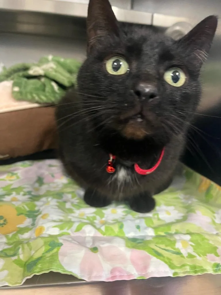 An adult medium-sized female Domestic Short Hair cat named Squirrel for adoption in Mineral, VA