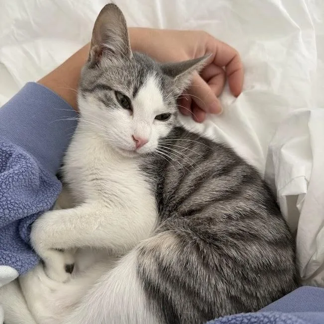 Puffin & Walrus thumbnail 2