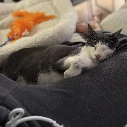 Puffin & Walrus thumbnail 4