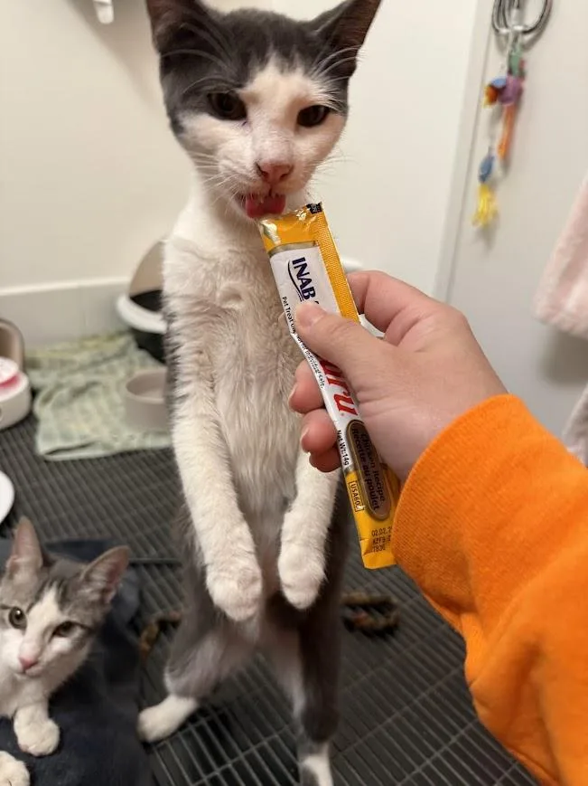 Puffin & Walrus thumbnail 5