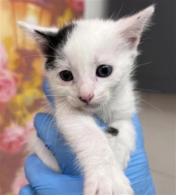 A baby small-sized male Domestic Short Hair cat named Liam for adoption in San Bernardino, CA