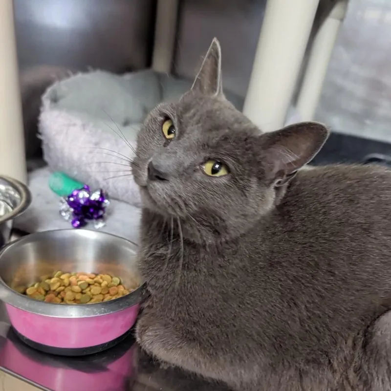 An adult medium-sized female Gray / Blue / Silver Domestic Short Hair cat named Mystery for adoption in Cape Girardeau, MO