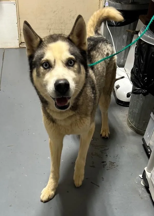 An adult large-sized male Husky dog named Rex for adoption in Dallas, GA