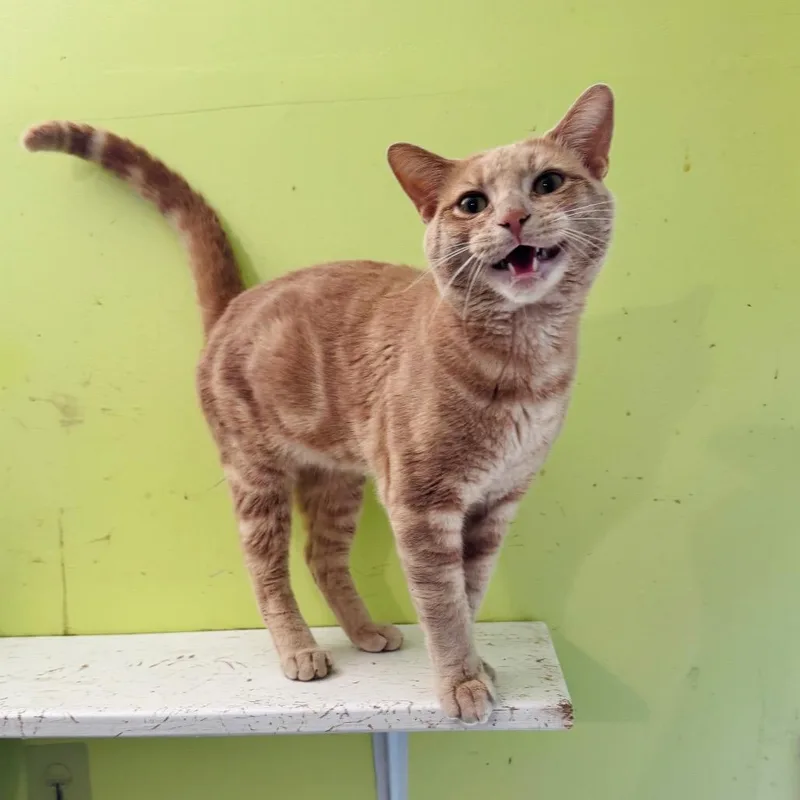 An adult large-sized male Domestic Short Hair cat named Polites for adoption in Brownsboro, AL