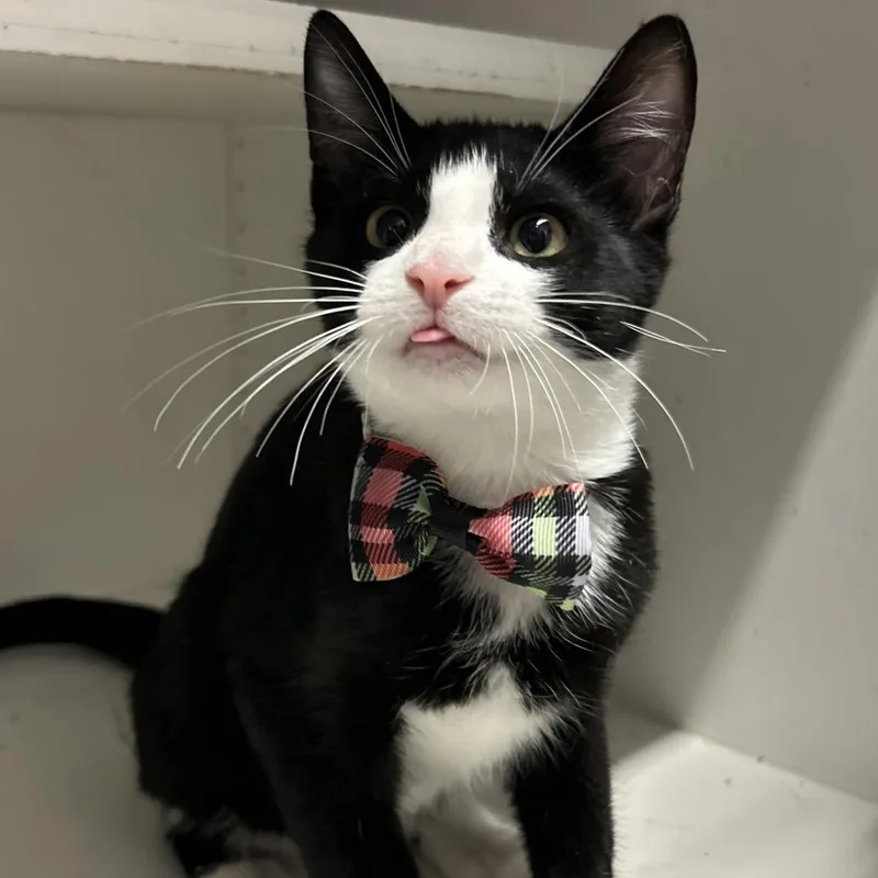 A baby small-sized male Black Domestic Short Hair cat named Yang for adoption in Philadelphia, PA