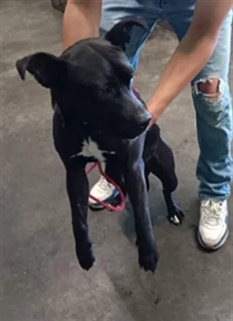 An adult large-sized male Pit Bull Terrier dog named Otis for adoption in Los Angeles, CA