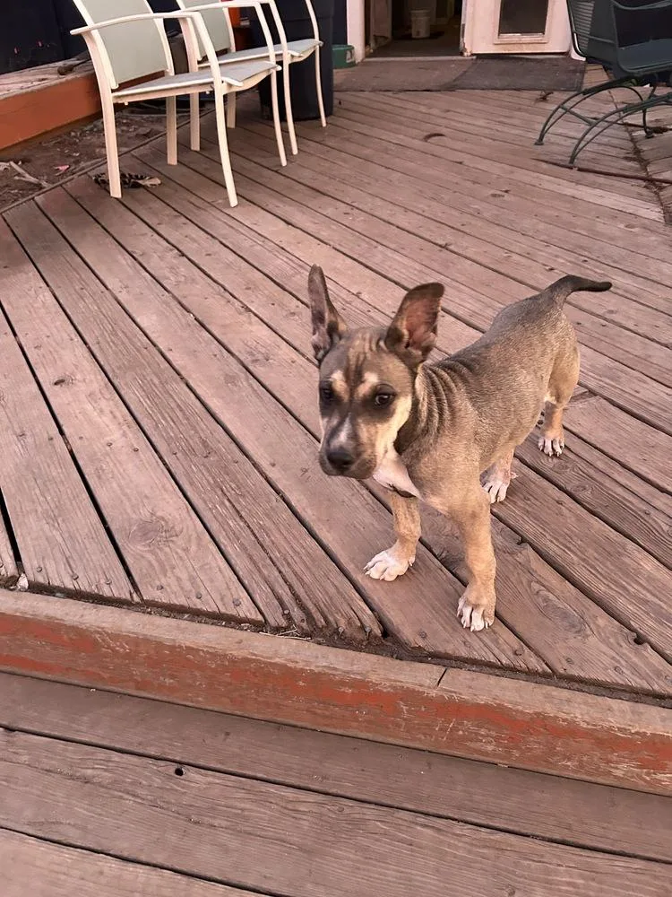 Jackjack thumbnail 2