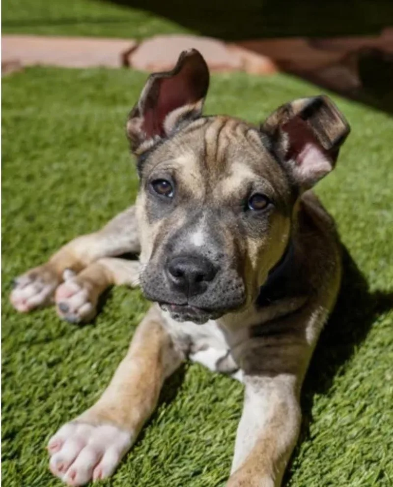 Jackjack thumbnail 3