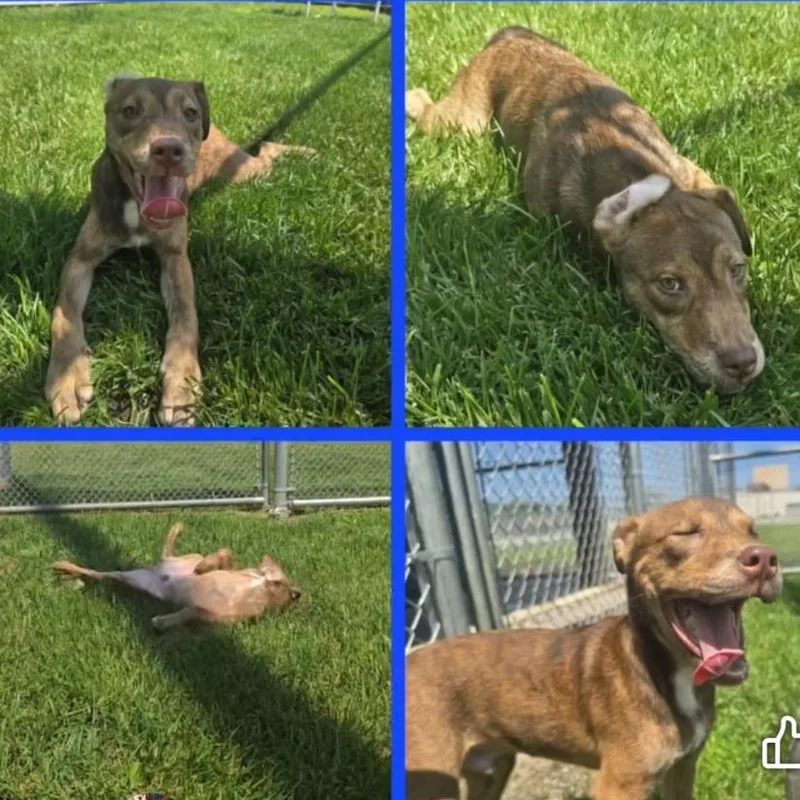 A young medium-sized male Brown / Chocolate Shepherd dog named Marley for adoption in Novelty, OH
