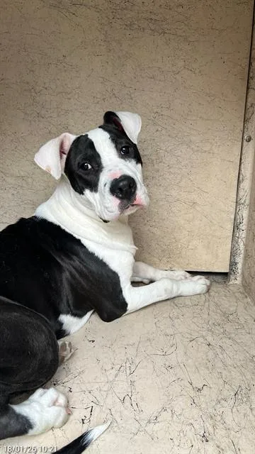 A young medium-sized male Pit Bull Terrier dog named Max for adoption in Indianapolis, IN