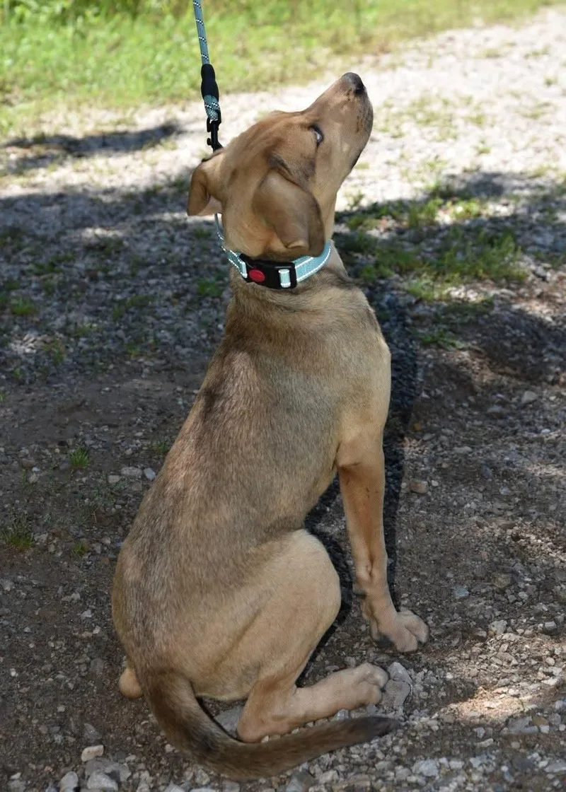A baby medium-sized female Brindle Hound dog named Bluey for adoption in Cleveland, OK
