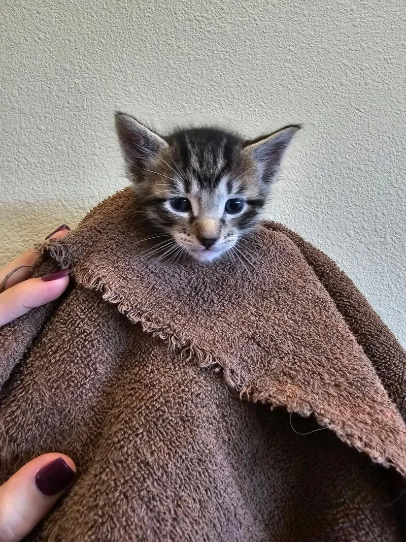 A baby medium-sized male Domestic Short Hair cat named Beau for adoption in Rockwall, TX