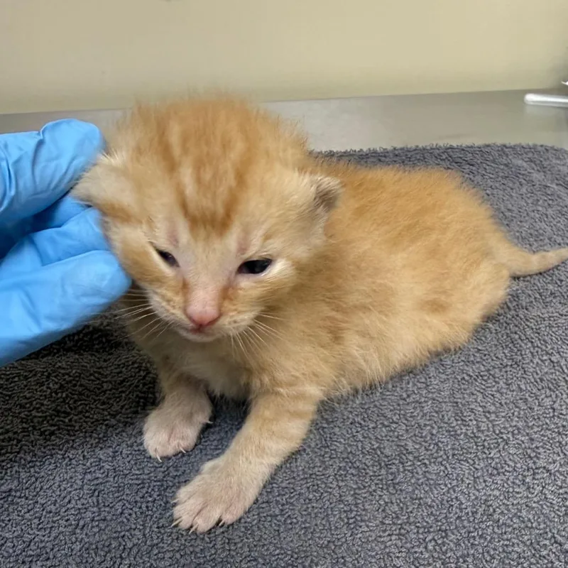 A baby small-sized male Orange / Red Domestic Short Hair cat named Goldenrod for adoption in Birmingham, AL